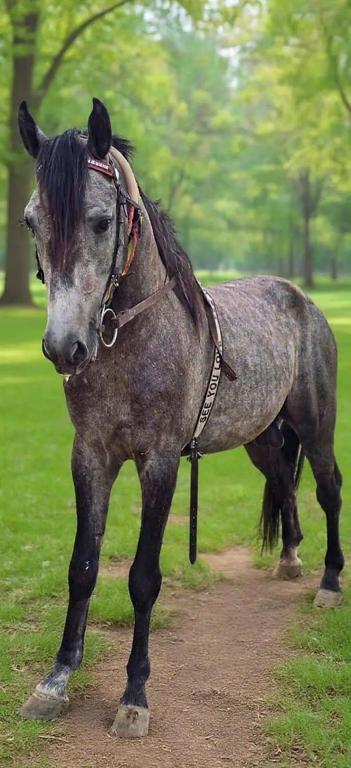 urgent sale 5 sale ka dapple grey ghora in faisalabad
