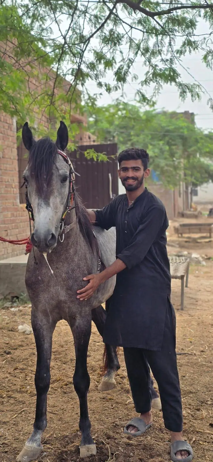 urgent sale 5 sale ka dapple grey ghora in faisalabad — photo 2