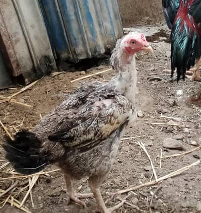 pure aseel murgi (egg laying ) for sale healthy & active.