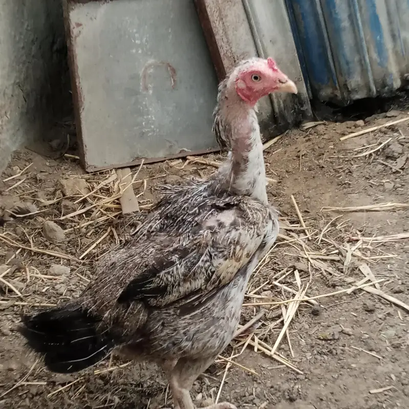pure aseel murgi (egg laying ) for sale healthy & active. — photo 2