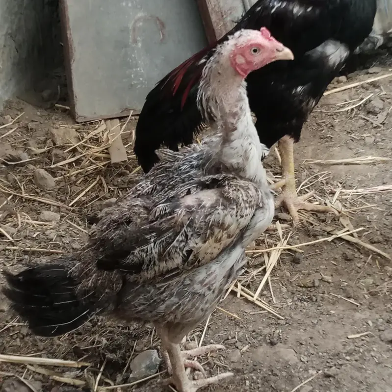 pure aseel murgi (egg laying ) for sale healthy & active. — photo 3
