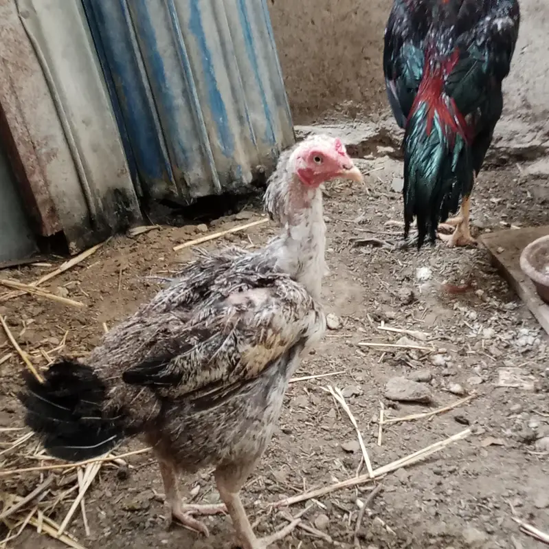 pure aseel murgi (egg laying ) for sale healthy & active. — photo 4