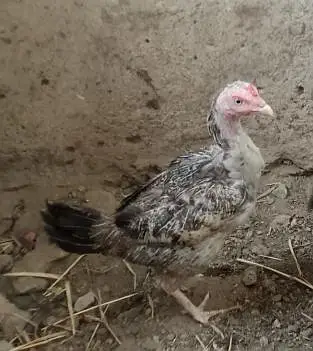 pure aseel murgi (egg laying ) for sale healthy & active. — photo 5