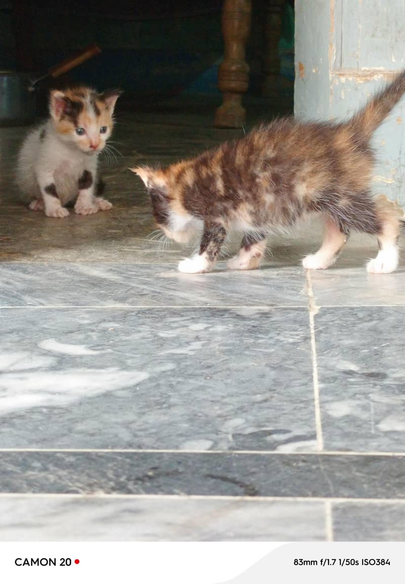 Calico kittens 1
