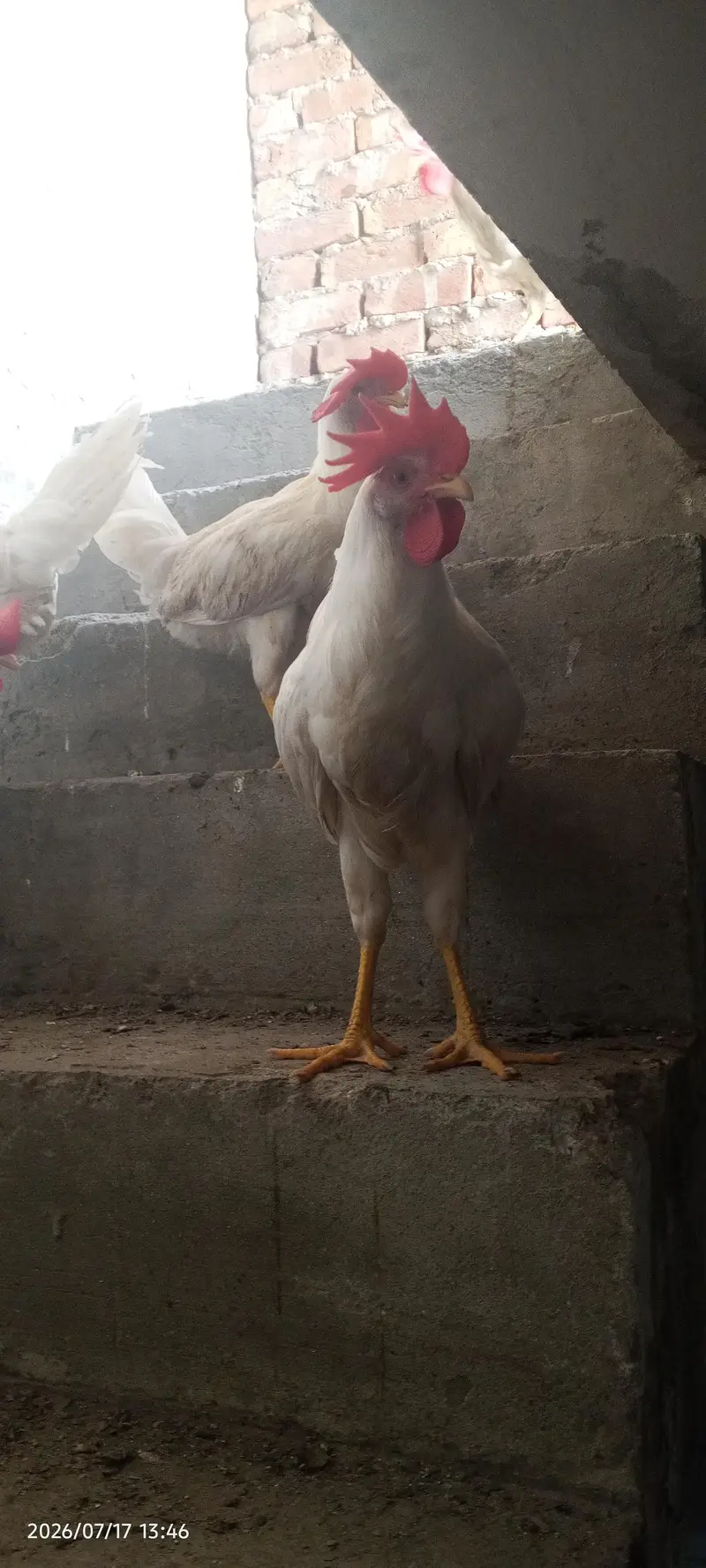 Farmi Hans 4 male 1 female hai active hain mashallah — photo 2