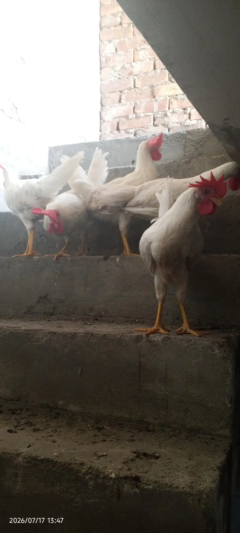 Farmi Hans 4 male 1 female hai active hain mashallah — photo 3