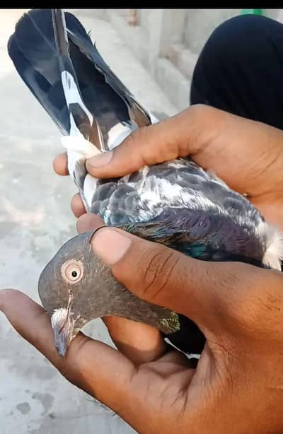 per piece Breader pigeon. Urgent for sale.
