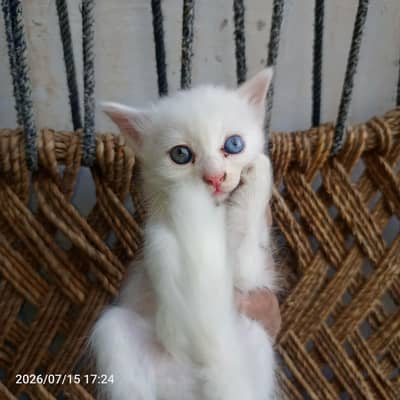 1 MONTH AND 10 DAYS OLD KITTEN PERSON