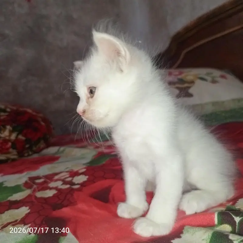 1 MONTH AND 10 DAYS OLD KITTEN PERSON — photo 3