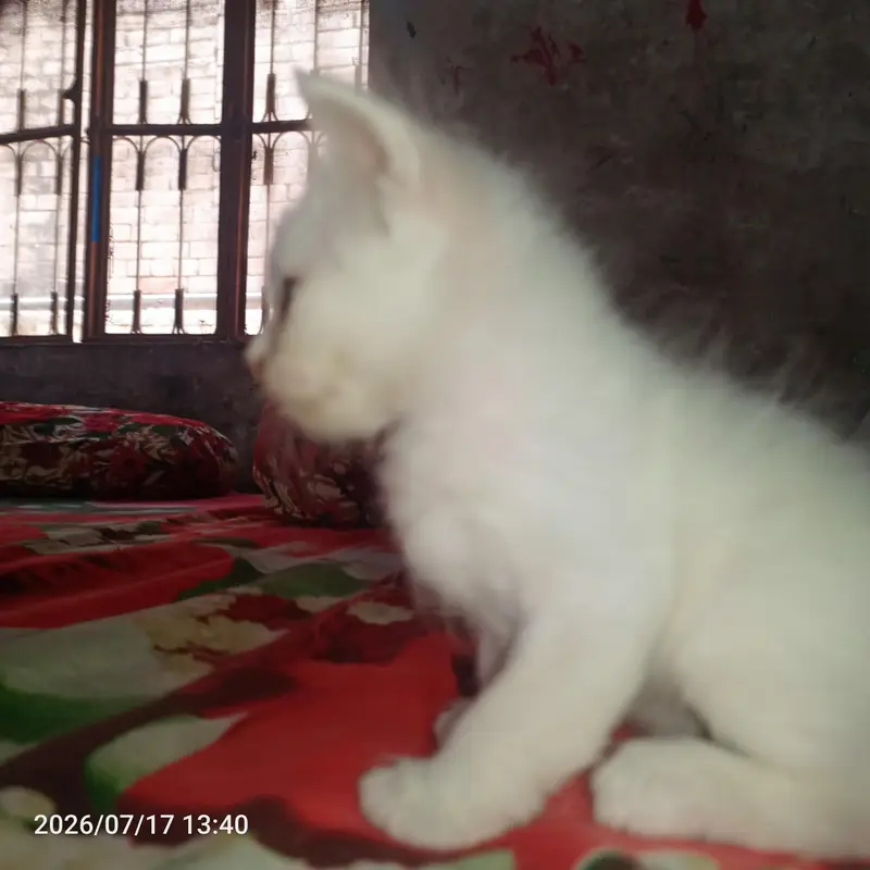 1 MONTH AND 10 DAYS OLD KITTEN PERSON — photo 4