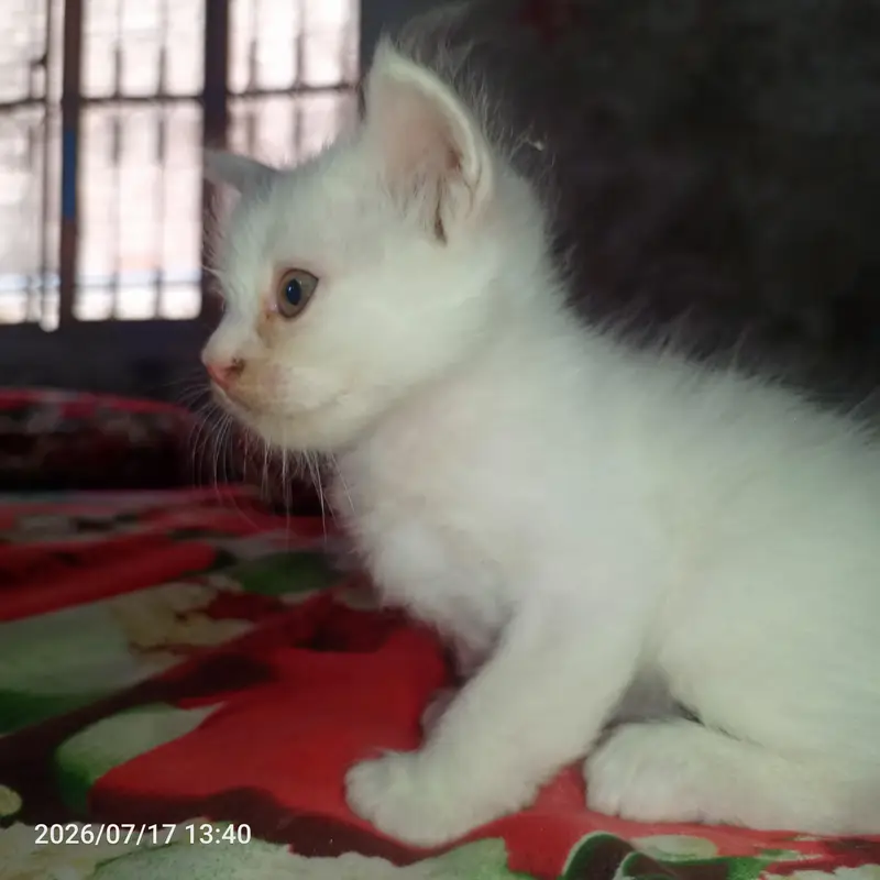 1 MONTH AND 10 DAYS OLD KITTEN PERSON — photo 5