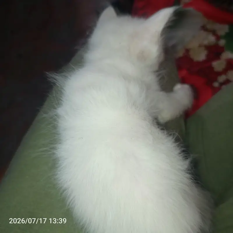 1 MONTH AND 10 DAYS OLD KITTEN PERSON — photo 6