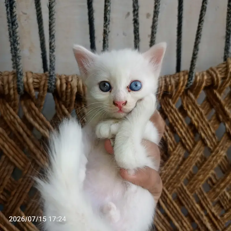 1 MONTH AND 10 DAYS OLD KITTEN PERSON — photo 7