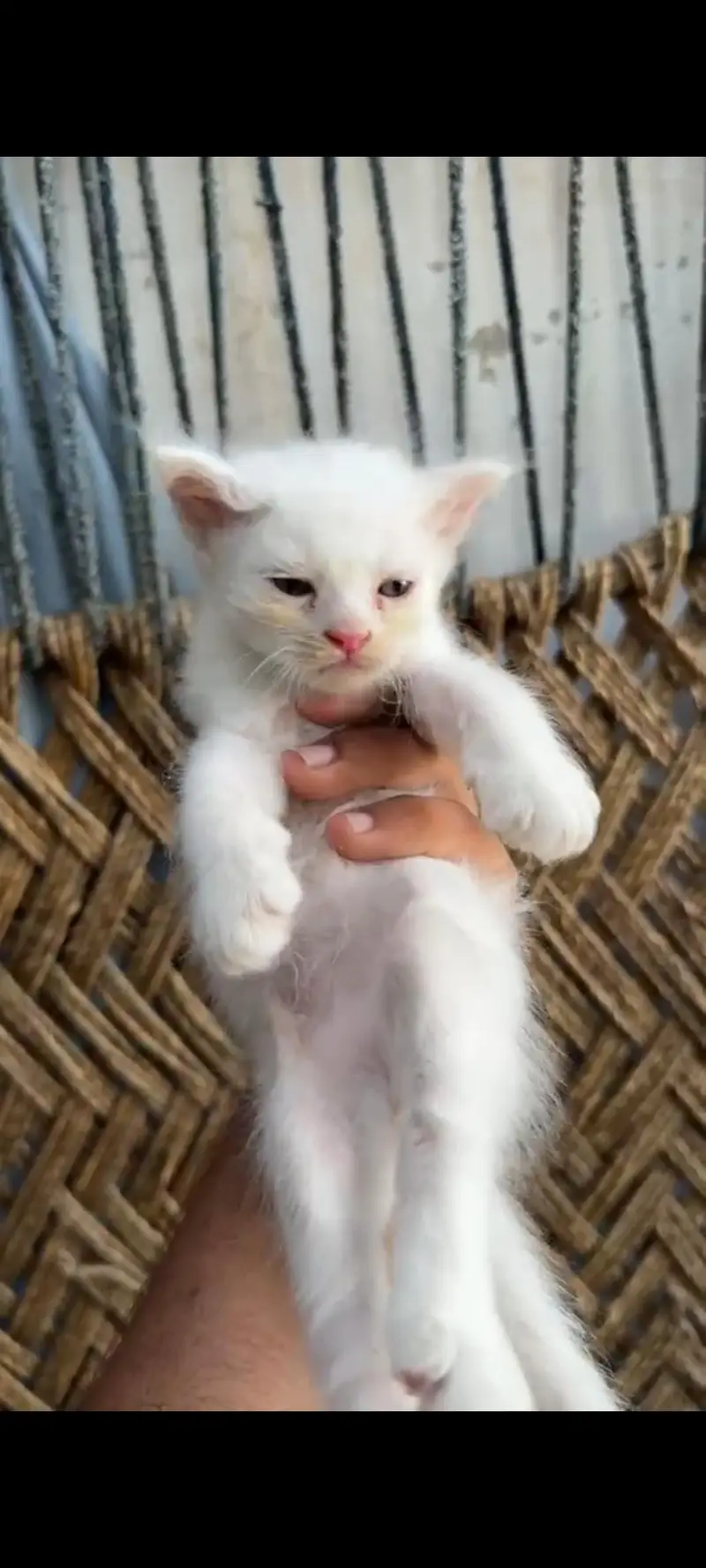 1 MONTH AND 10 DAYS OLD KITTEN PERSON — photo 8