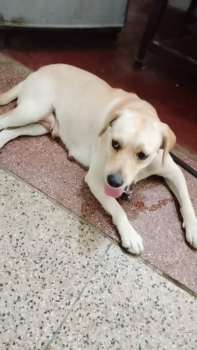 Labrador