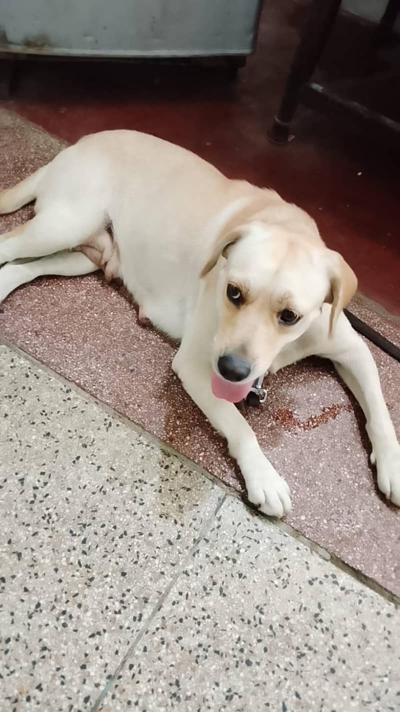Labrador 0