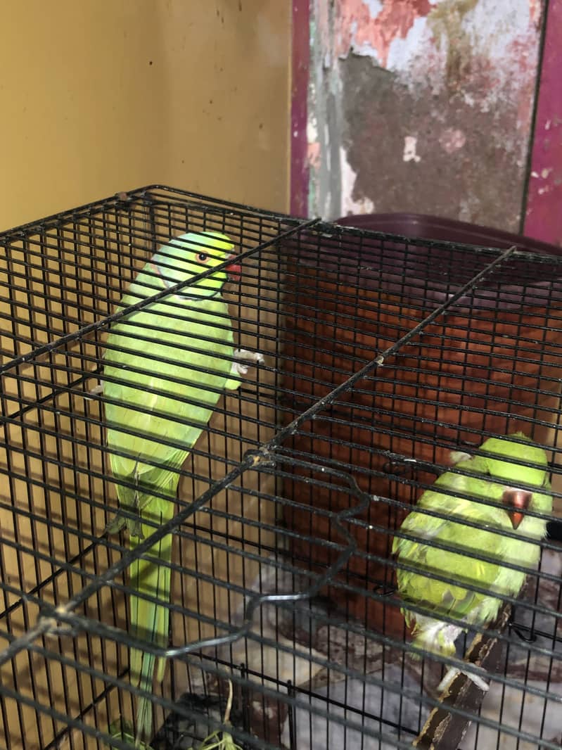 Parrots 2