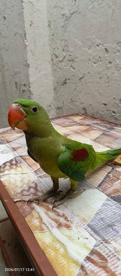 raw parrot for sale