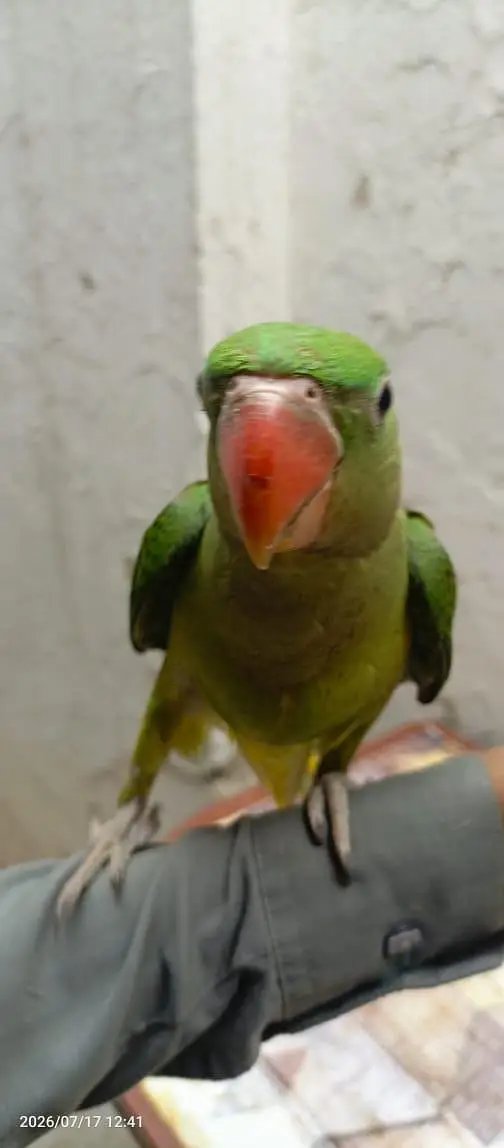 raw parrot for sale — photo 2