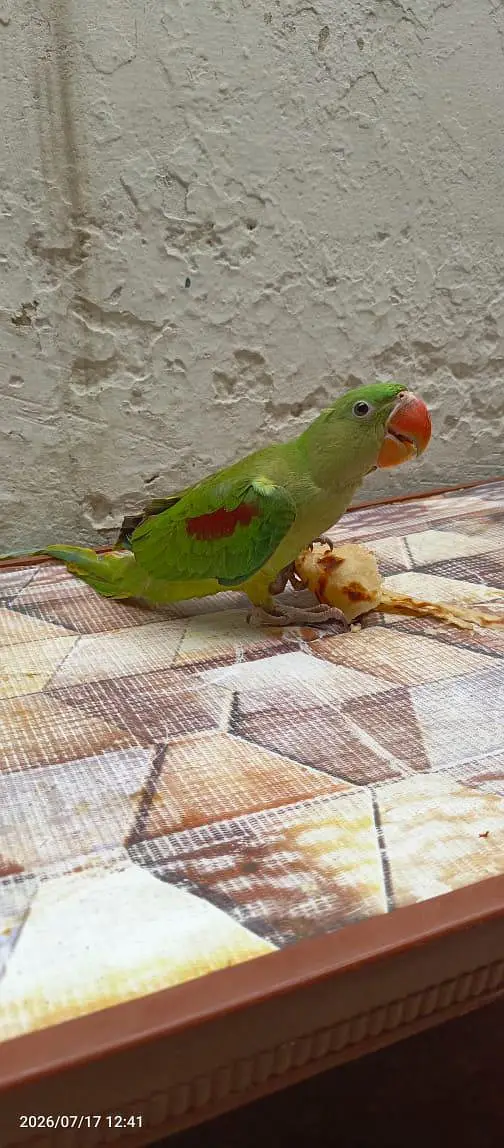 raw parrot for sale — photo 3