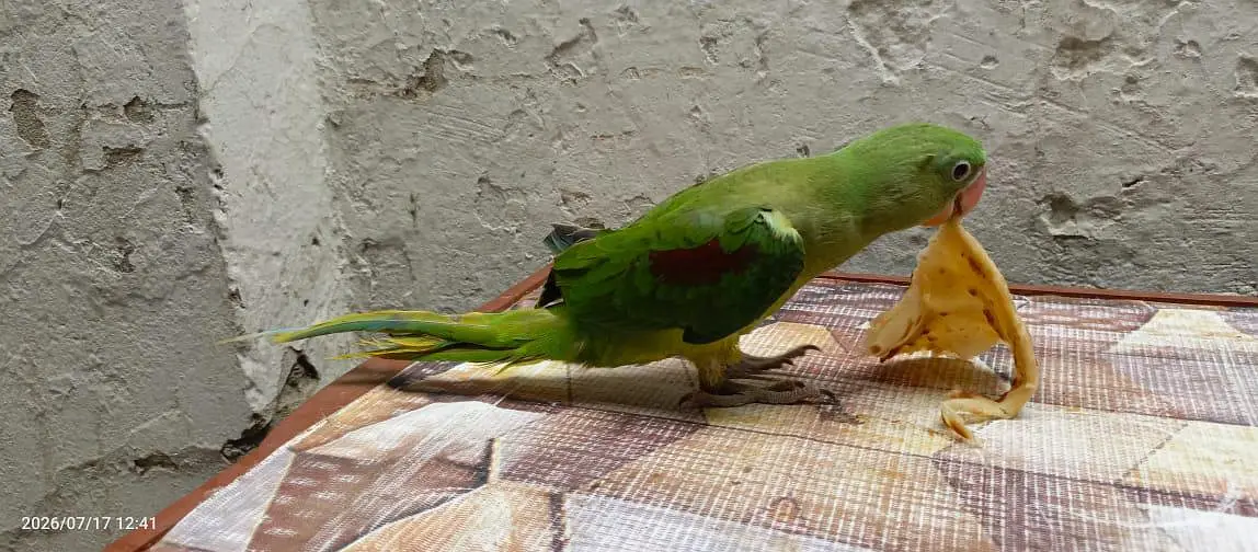 raw parrot for sale — photo 4