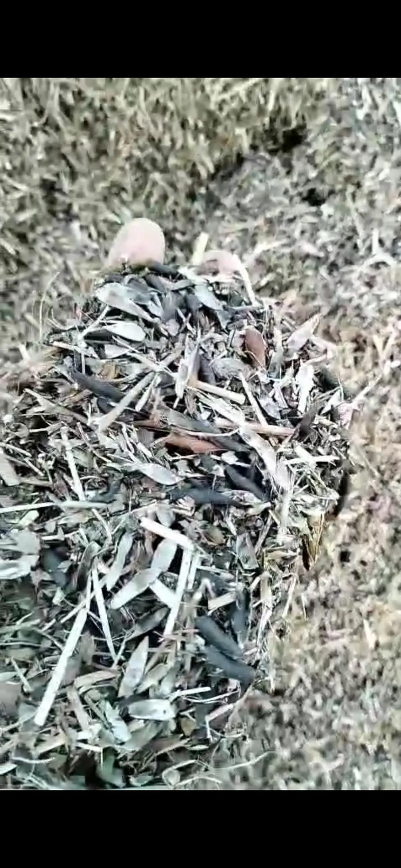 goats r sheeps k liyay mungi ka missa — photo 2