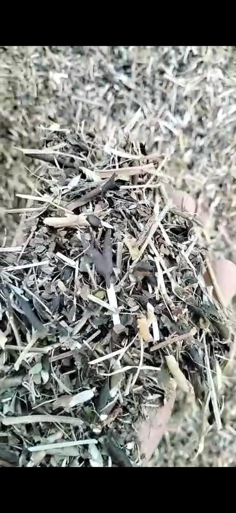 goats r sheeps k liyay mungi ka missa — photo 3