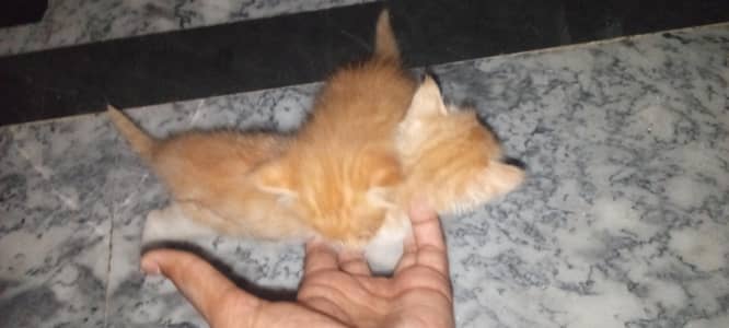fouble cout kittens