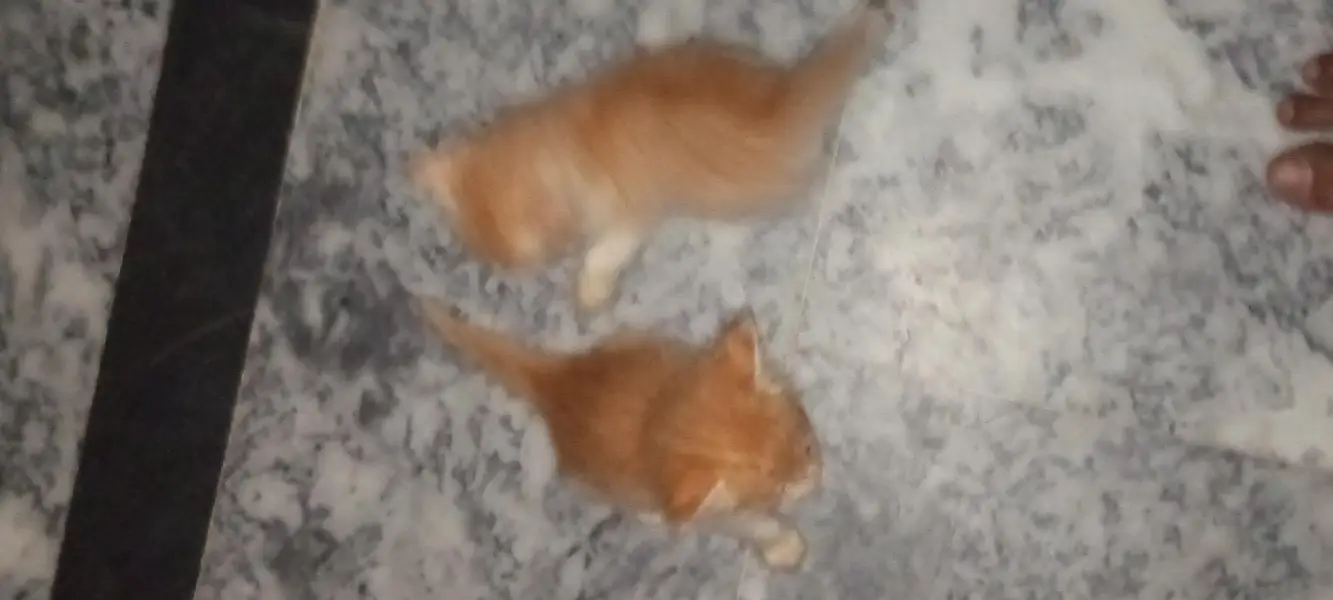 fouble cout kittens — photo 2