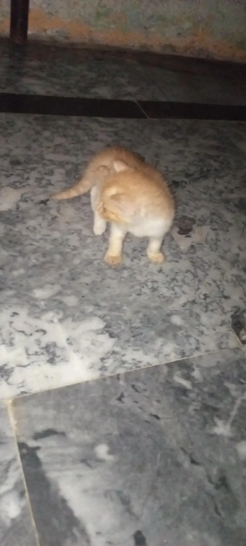 fouble cout kittens — photo 3