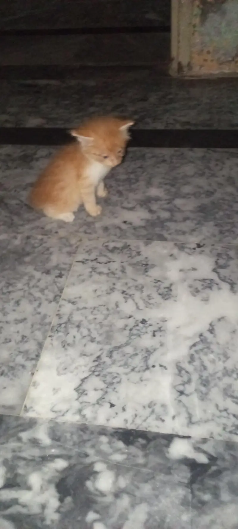 fouble cout kittens — photo 4