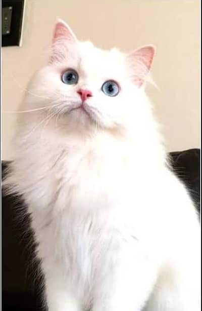 female Persian cat for sale age:1