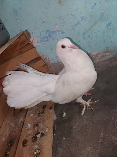 lakka kabooter