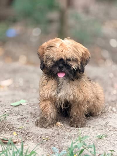 Shitzu Pair
