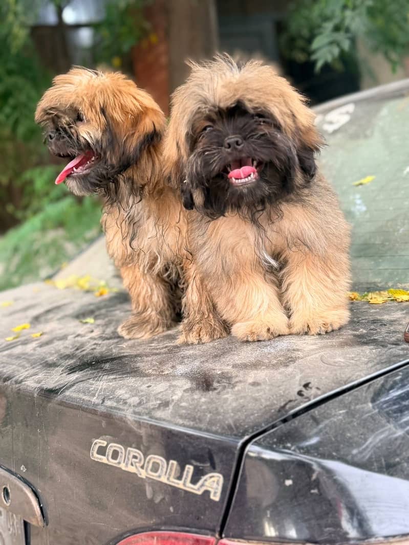 Shitzu Pair 2
