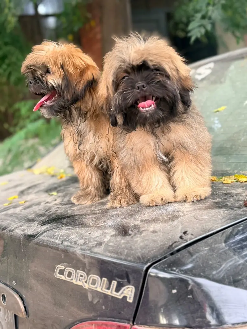 Shitzu Pair — photo 3