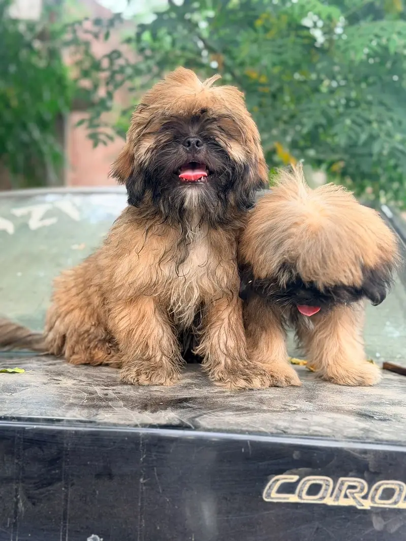 Shitzu Pair — photo 4