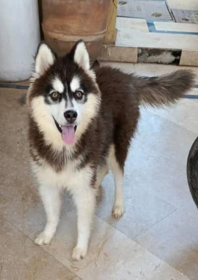 Siberian Husky| Female Husky | Wolly coat | Dog Puppies sale
