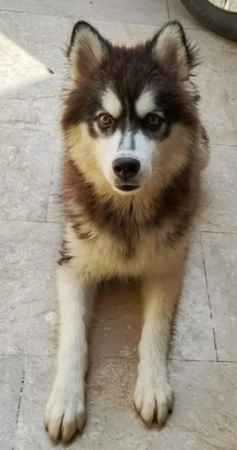 Siberian Husky| Female Husky | Wolly coat | Dog Puppies sale — photo 2