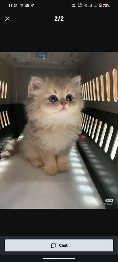 Persian kittens