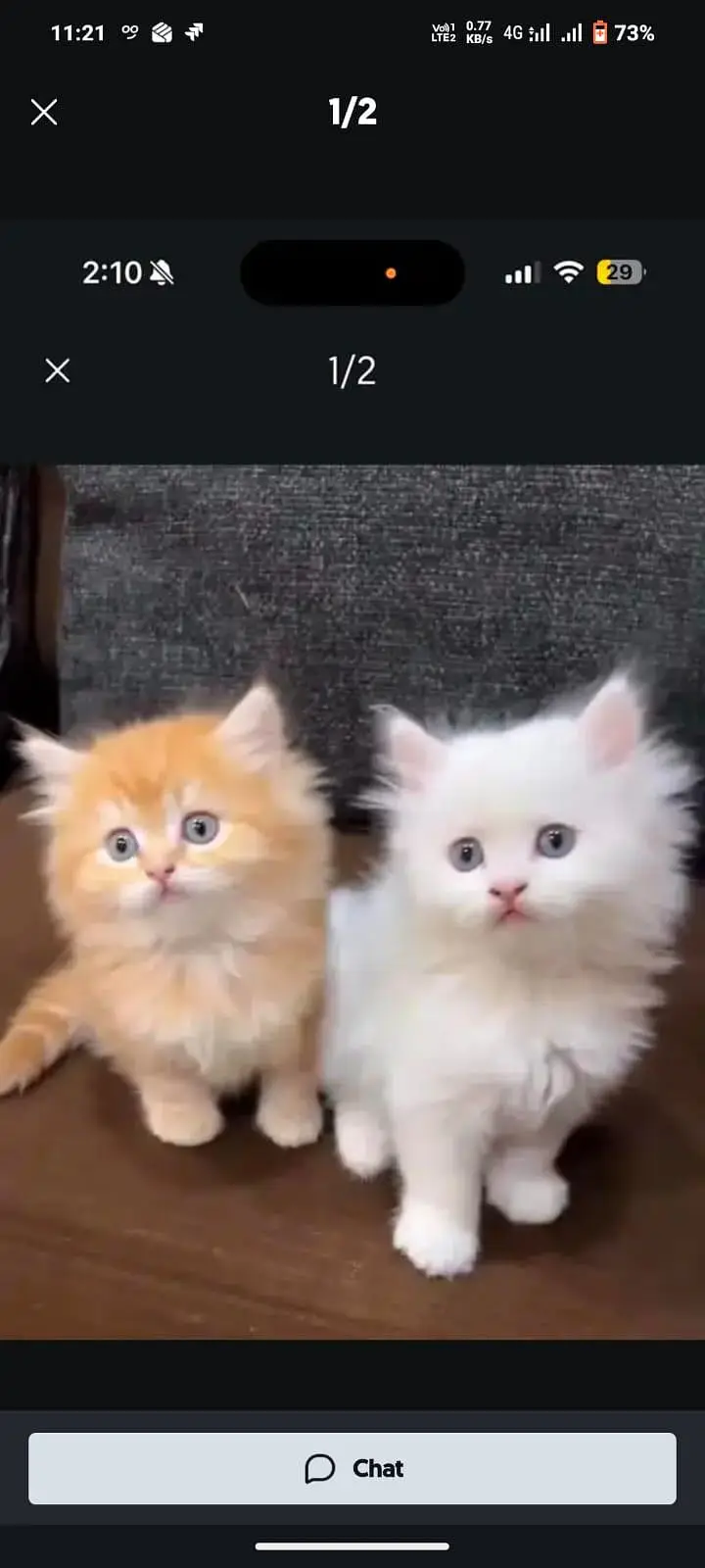 Persian kittens — photo 2