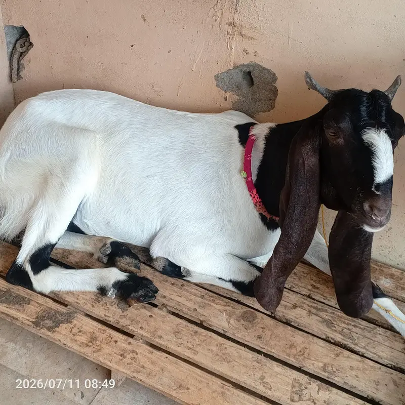 pateri goat for sale — photo 3