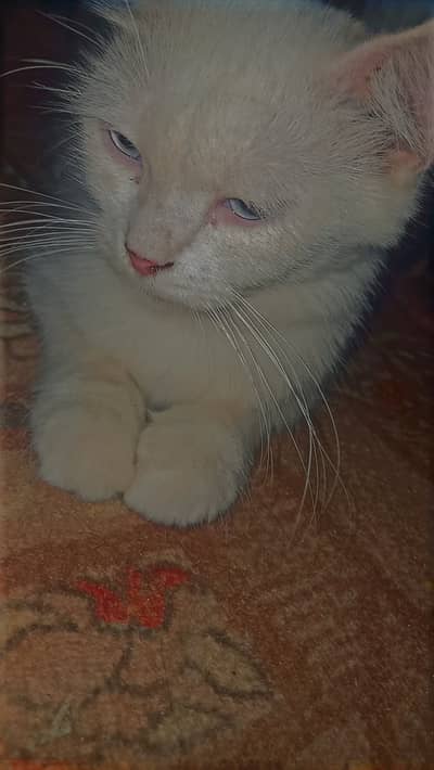 Cat blow eyes