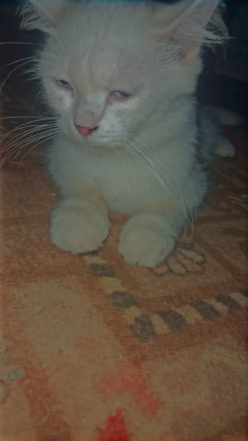 Cat blow eyes — photo 2