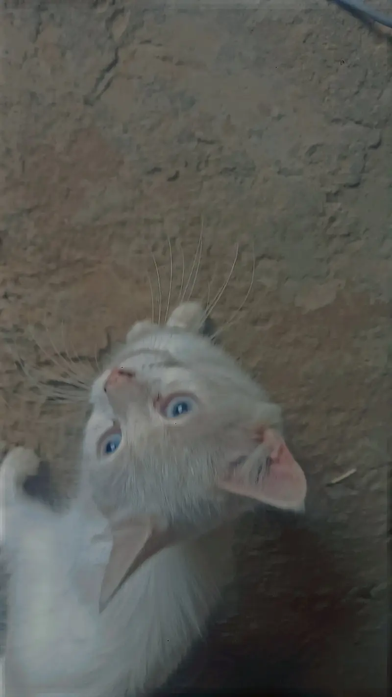 Cat blow eyes — photo 3