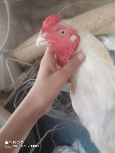 white murga