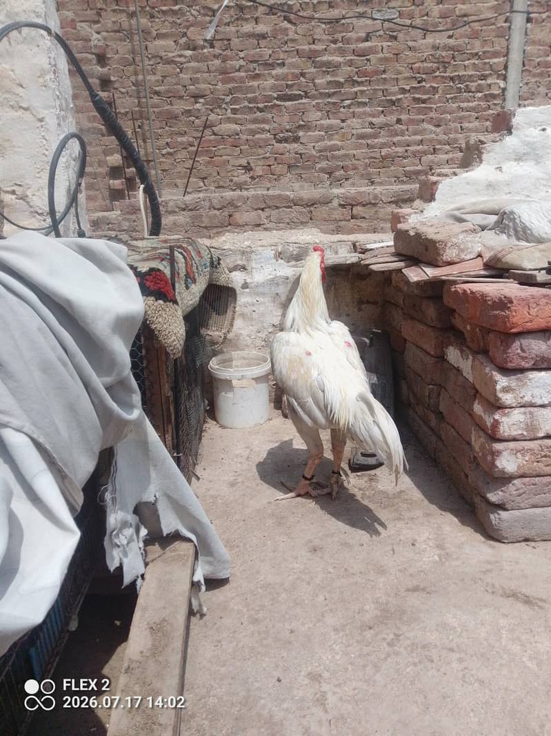white murga 4