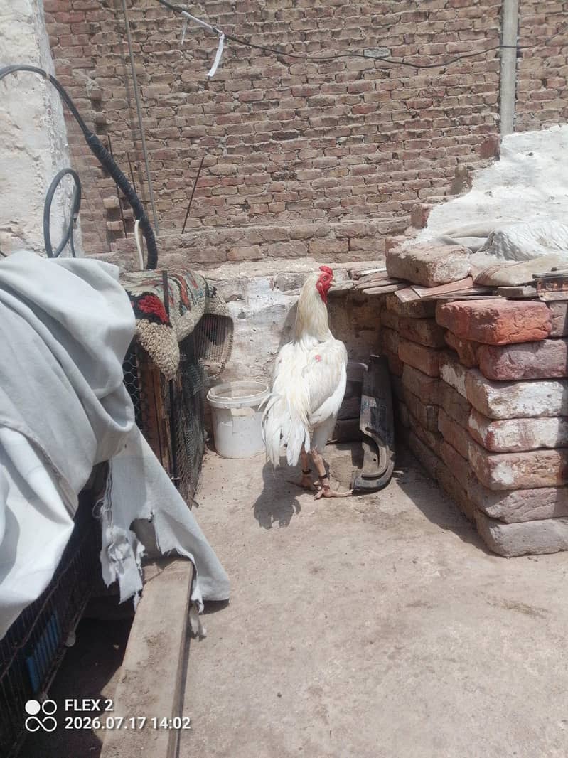 white murga 5