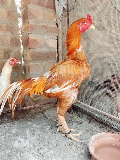 peela zahrela for sale loc Hyderabad cargo all Pakistan