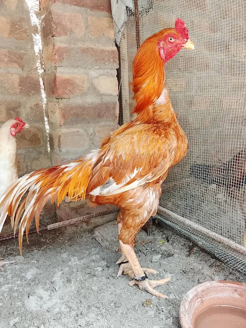peela zahrela for sale loc Hyderabad cargo all Pakistan — photo 2